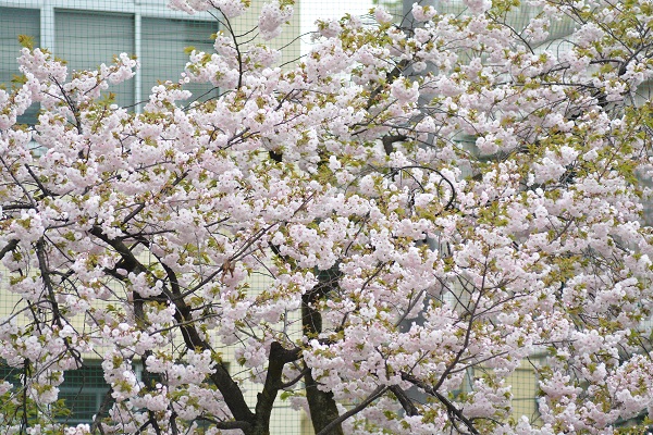 宝仙_桜