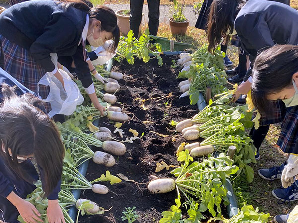 共立女子第二_ポタジェガーデンで、野菜を収穫する生徒たち