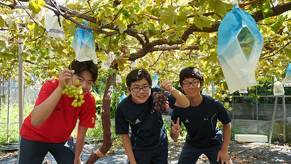 桜丘_農村体験ではぶどうを収穫して試食も堪能！