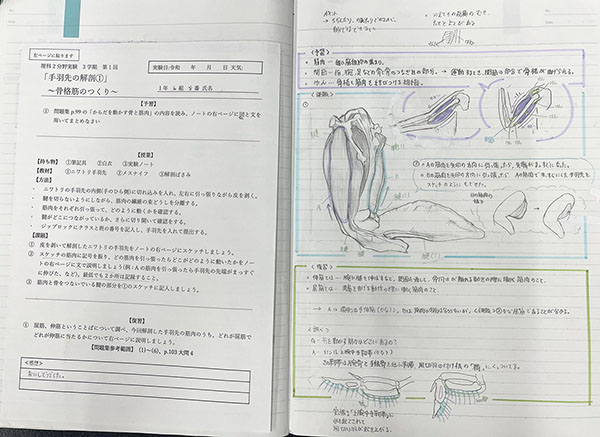 都市大等々力_丁寧にスケッチが書き込まれた実験ノート