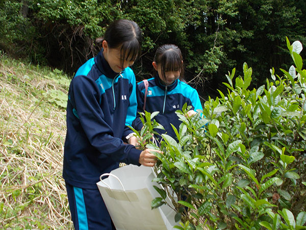 東京家政学院_初めてのお茶摘み体験も、驚きと発見の連続だった